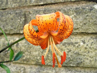 חבצלת סיר הזהב