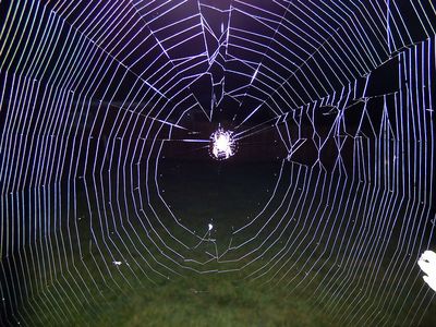 זכוכית קורי עכביש
