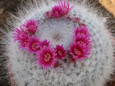 קקטוס האישה הזקנה