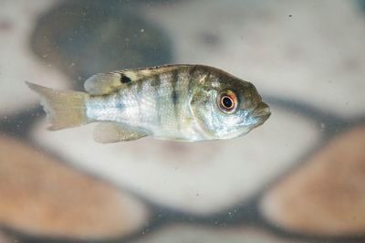 אמנון
