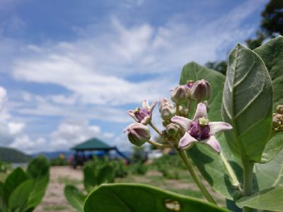 מנגנוני הפצה