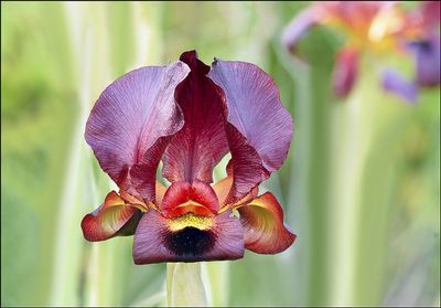 אירוס הגלבוע