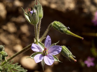 מקור חסידה