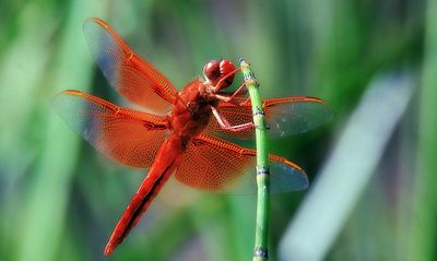 פלאוזואיקון