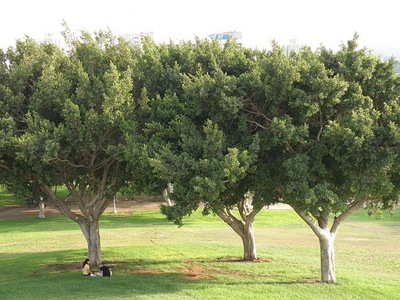 כרמיאל