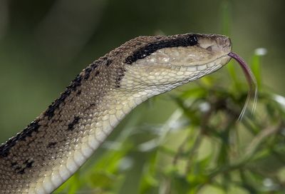בעלי חיים ארסיים
