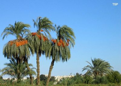 תמר מצוי