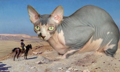 חתול ספינקס