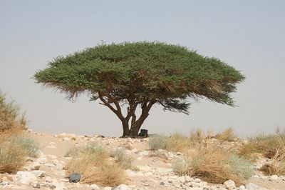 עץ שיטה