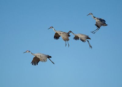 נדידת הציפורים
