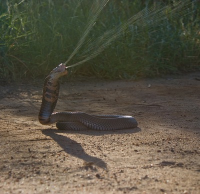 קוברה יורקת