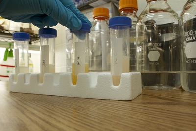 פרוביוטיקה