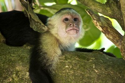 קופי קפוצ'ין