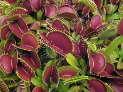 מלכודת ונוס