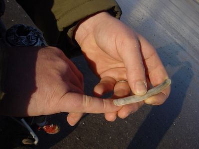 ציפורניים ארוכות