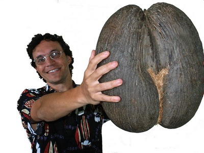 קוקוס הים